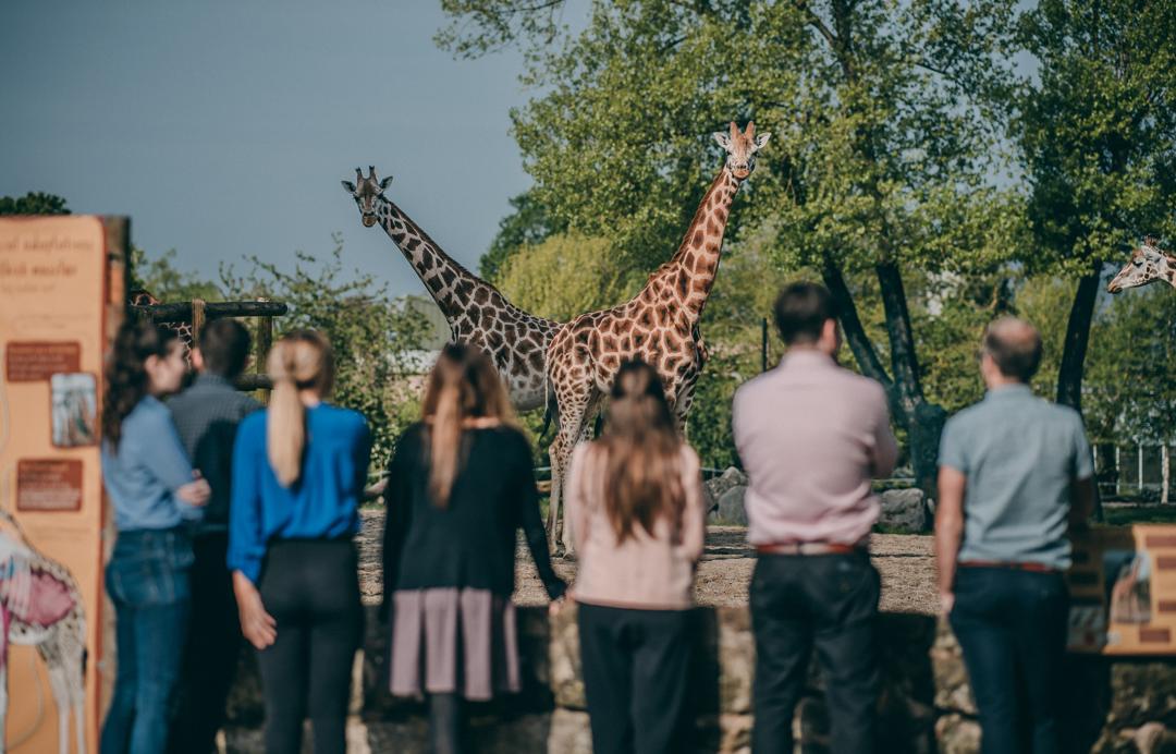 Giraffes At Chester Zoo. Credit Chester Zoo