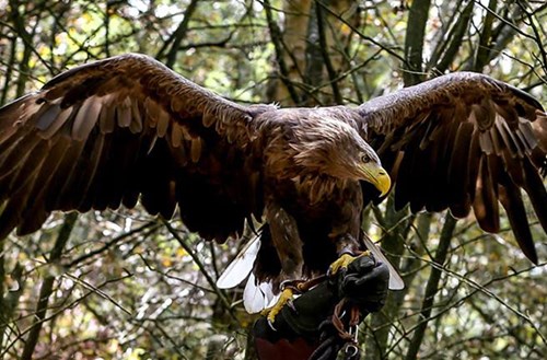 Cheshire Falconry