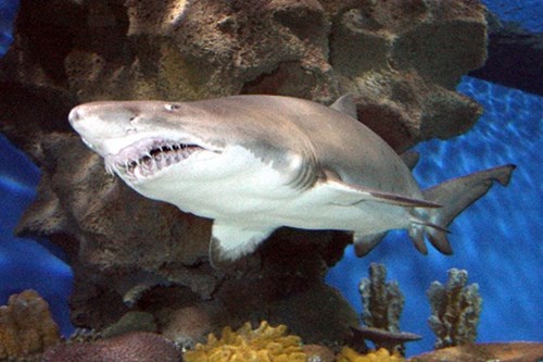 Blue Planet Aquarium